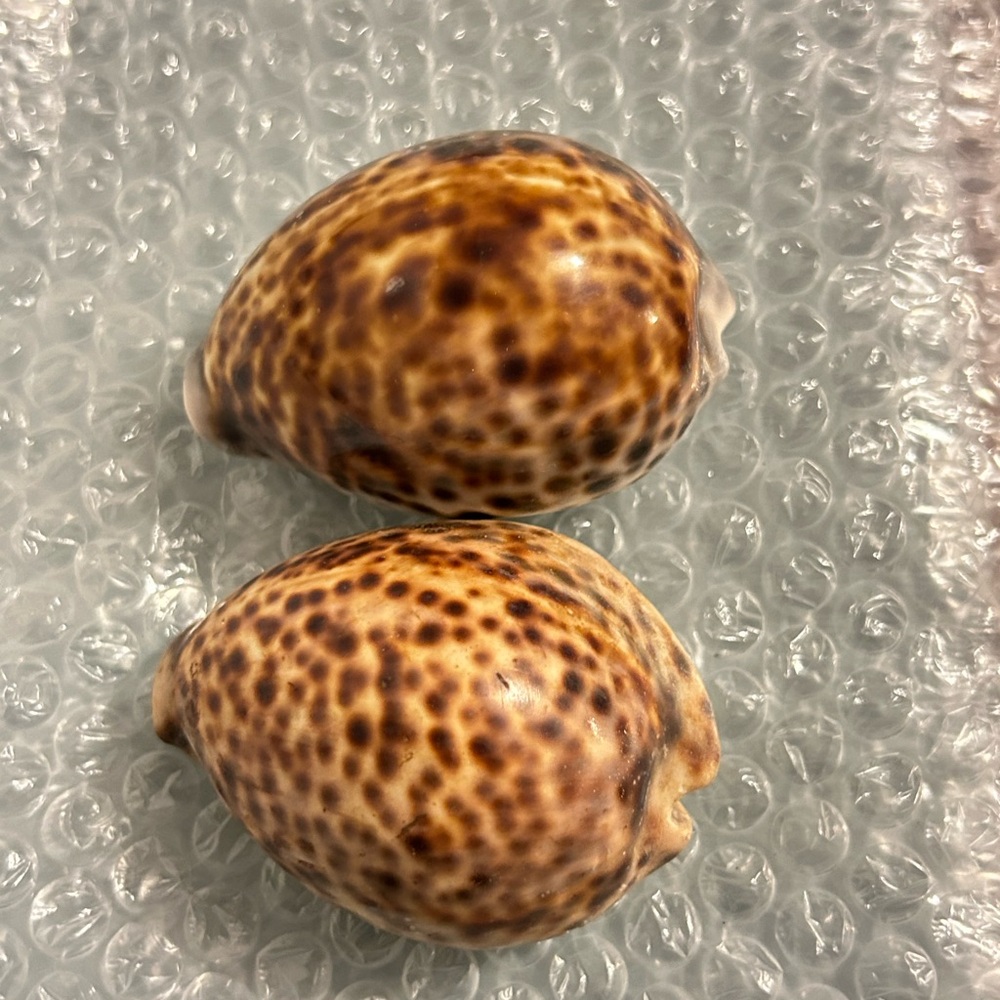 Tiger Cowrie Shells